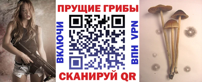 Псилоцибиновые грибы Psilocybe  кракен вход  Кандалакша 
